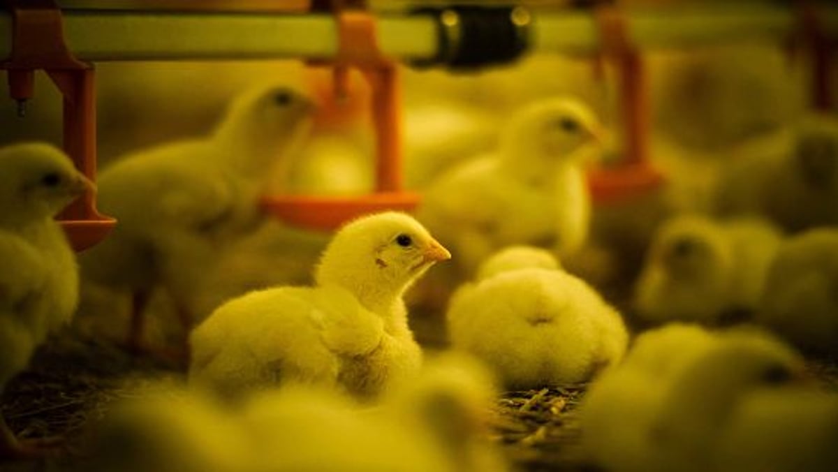 20180525_extraCIDpluimvee-2_Animal Health_Crop_550x310