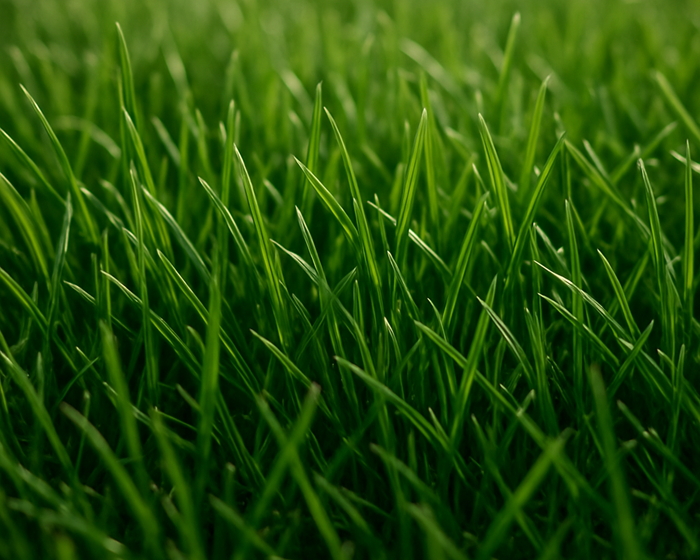 ChatGPT image of grass