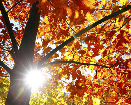 Fall Webinar Series