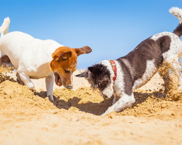 Dog-Digging-in-Sand