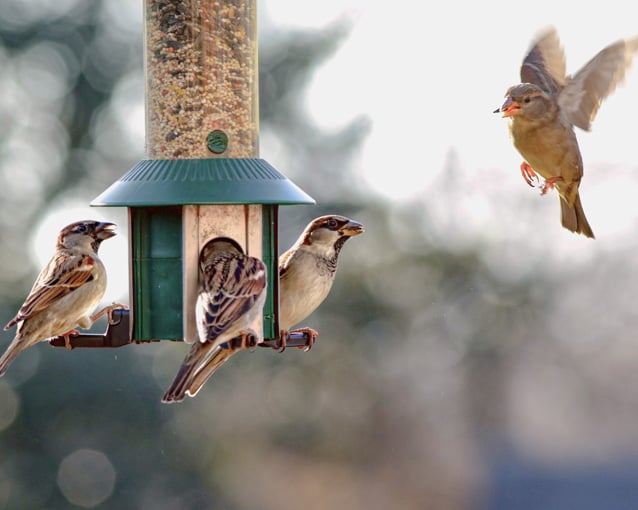 Bird Feeder