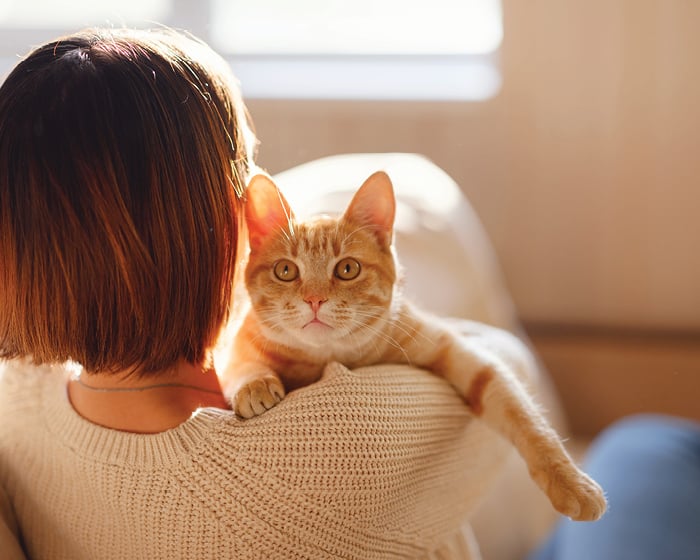 Cute cat