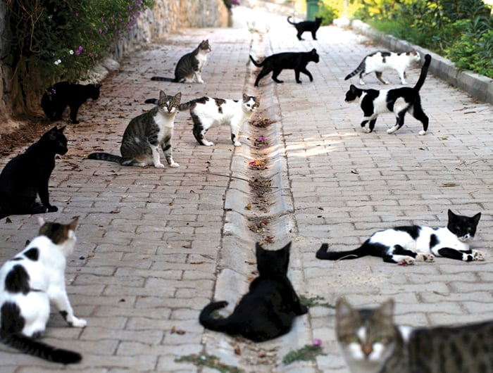 Feral cats on the prowl
