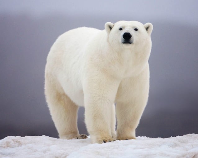 Getty image of polar bear