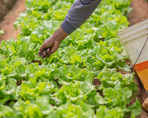 farmer using fertilizer