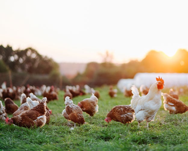 Field chickens