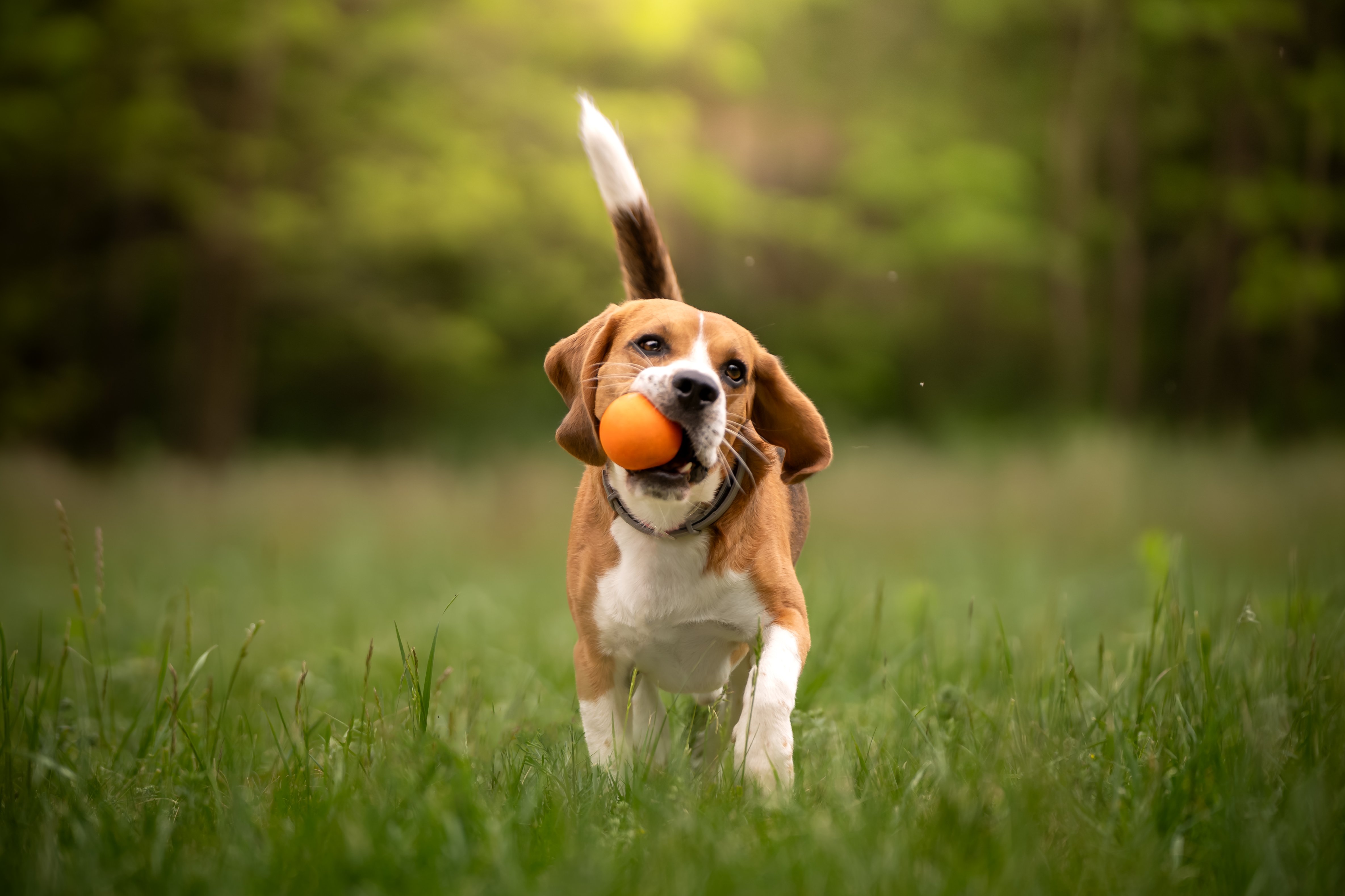 Beagle