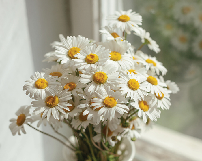 A vase of daisies