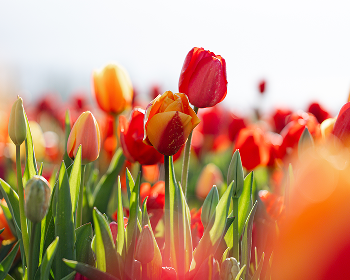Tulips