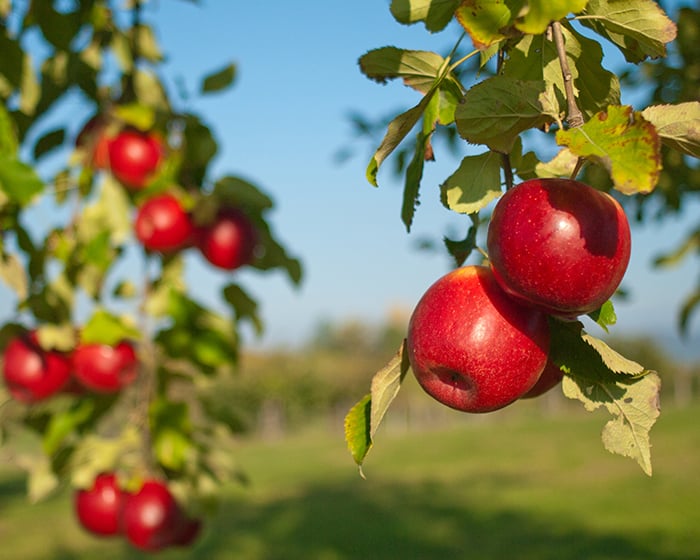 Apple Tree