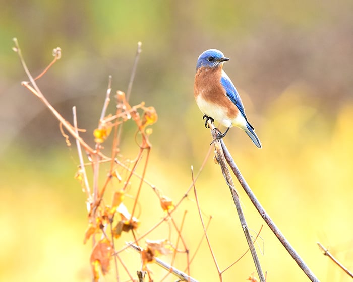 	tax blog-bluebird