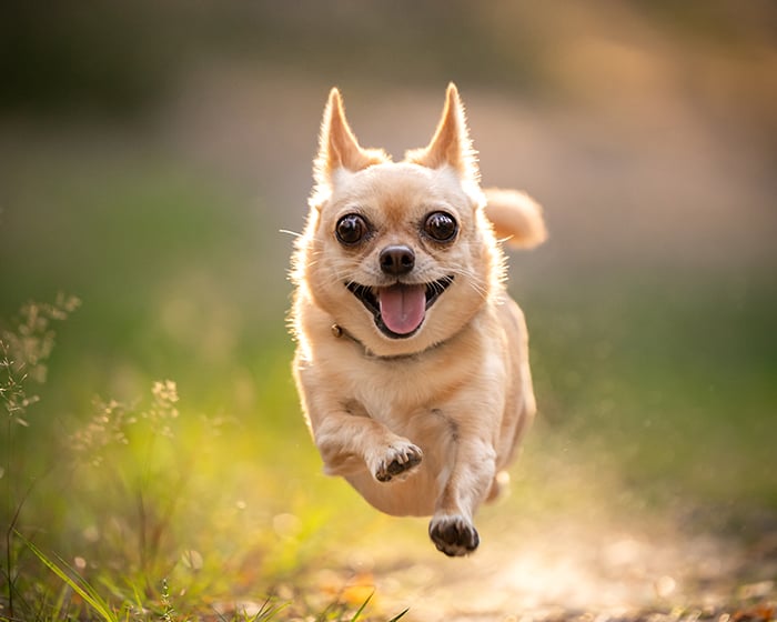 Running Chihuahua