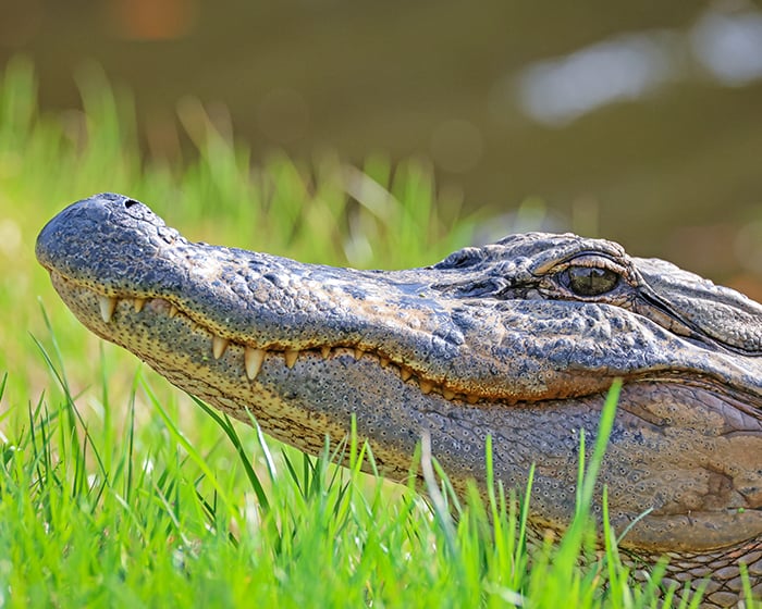 Alligator