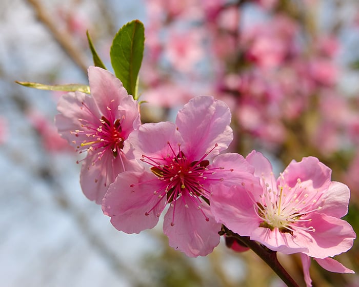 Peach Blossoms