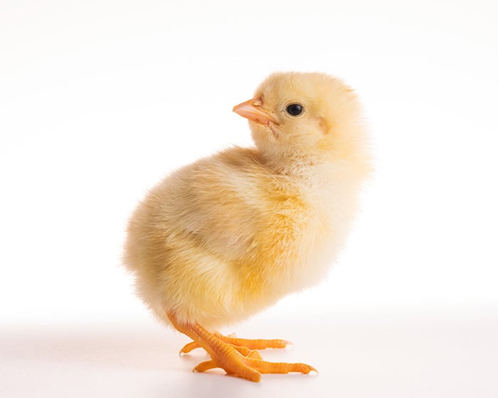 A chick