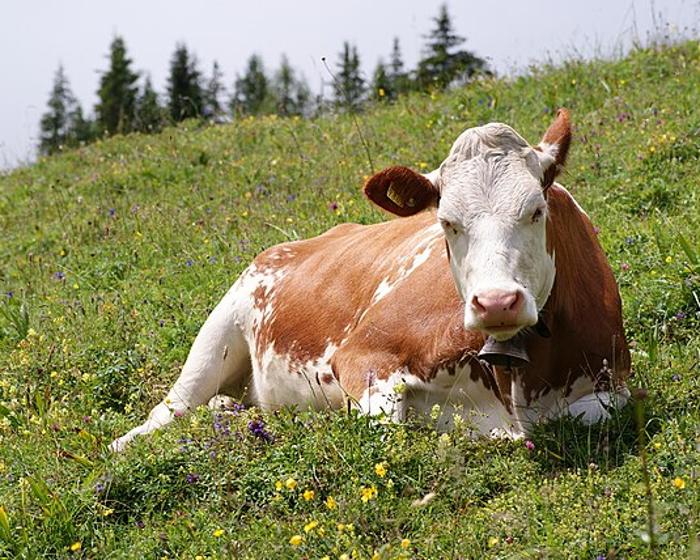 Cow