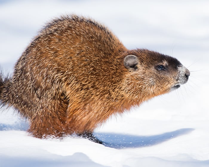 Groundhog in snow