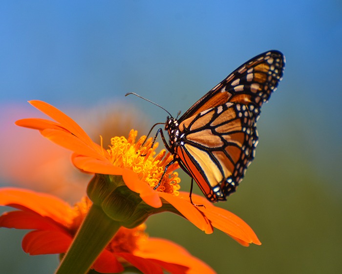 Monarch on Flower