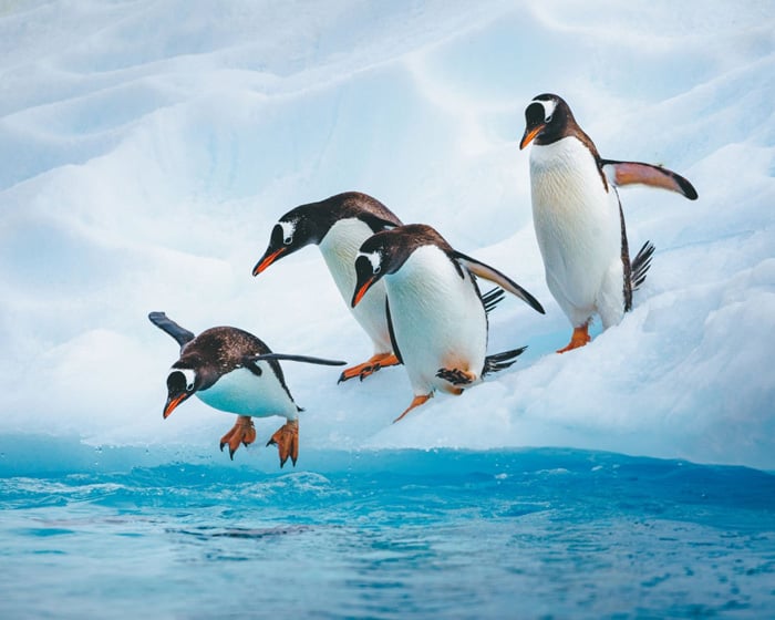 Penguins at play