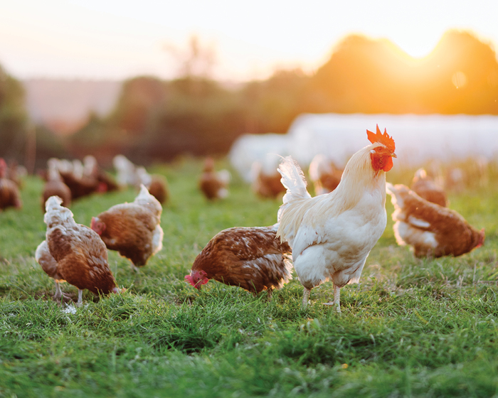 Free-ranging chickens