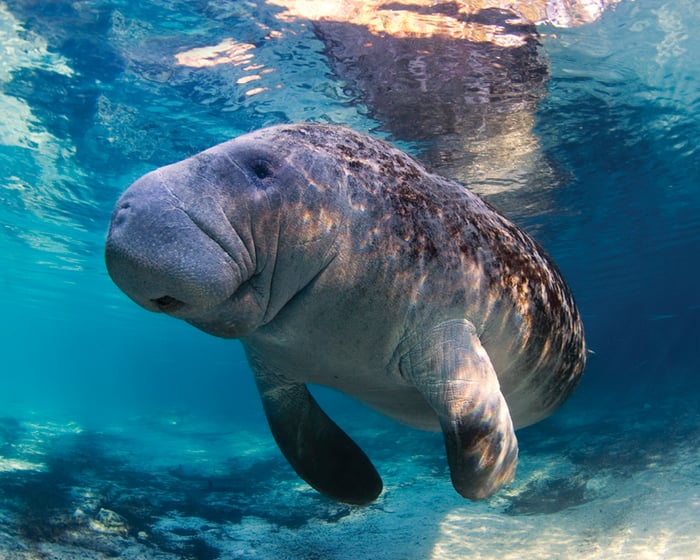 Properly-sized manatee