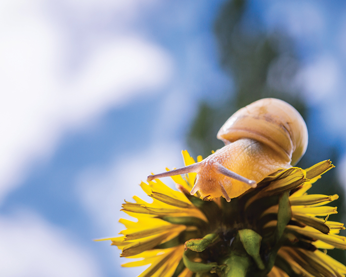 Snail on dandelion