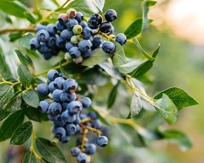 Blueberries