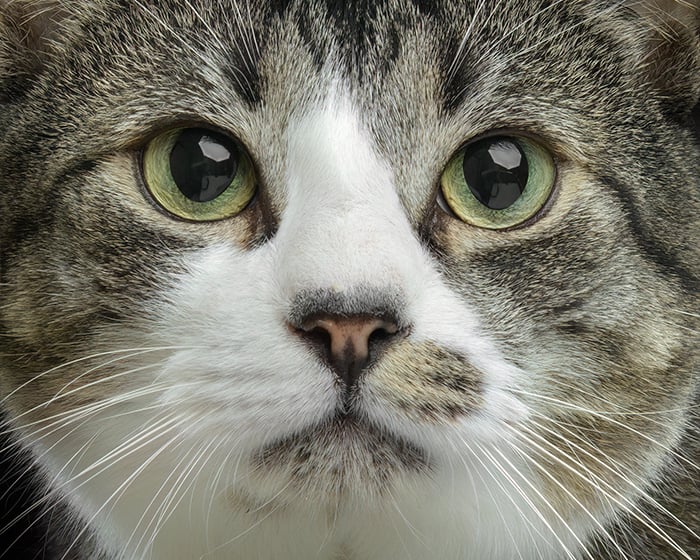 Cat of Judgement