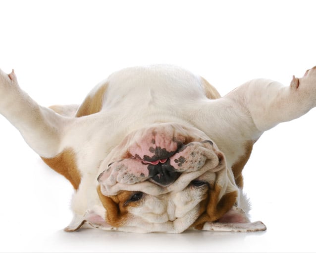 Upside Down Dog