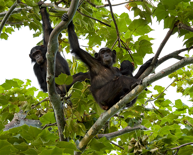 Three chimpanzees in a tree
