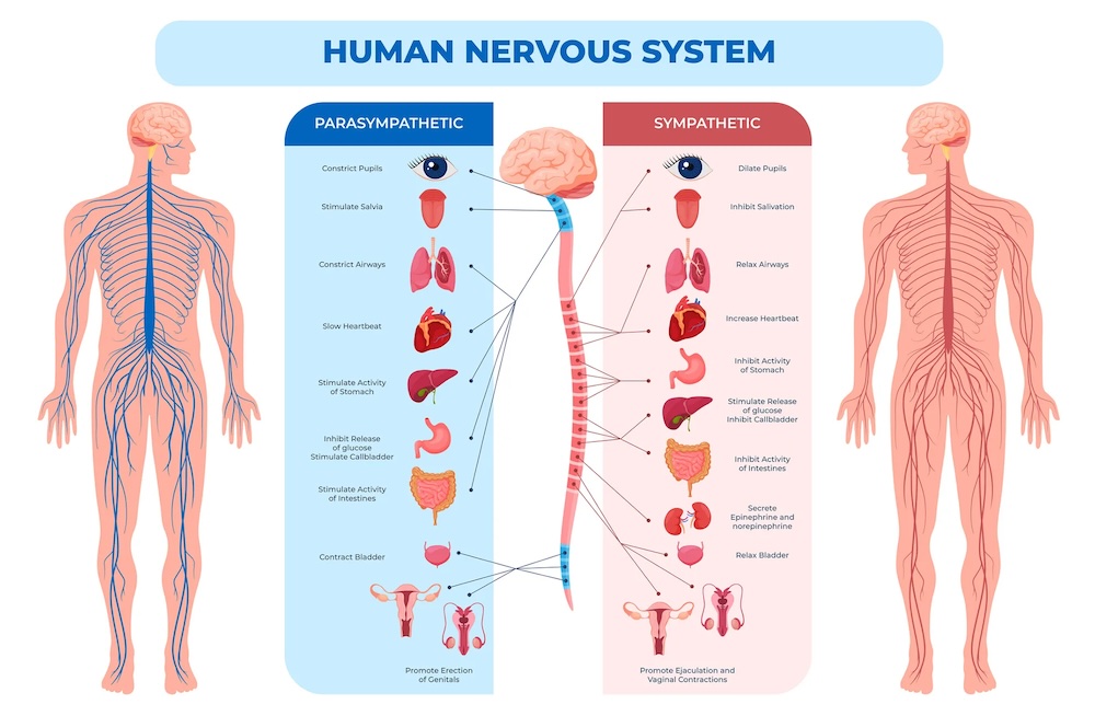 chart that explains the human nervous system