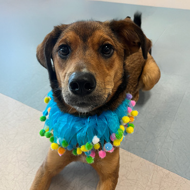 Therapy dog in Greenville pet therapy program stands calmly on hospital flooring, wearing a colorful collar, supporting patient comfort and engagement in a rehabilitation setting.