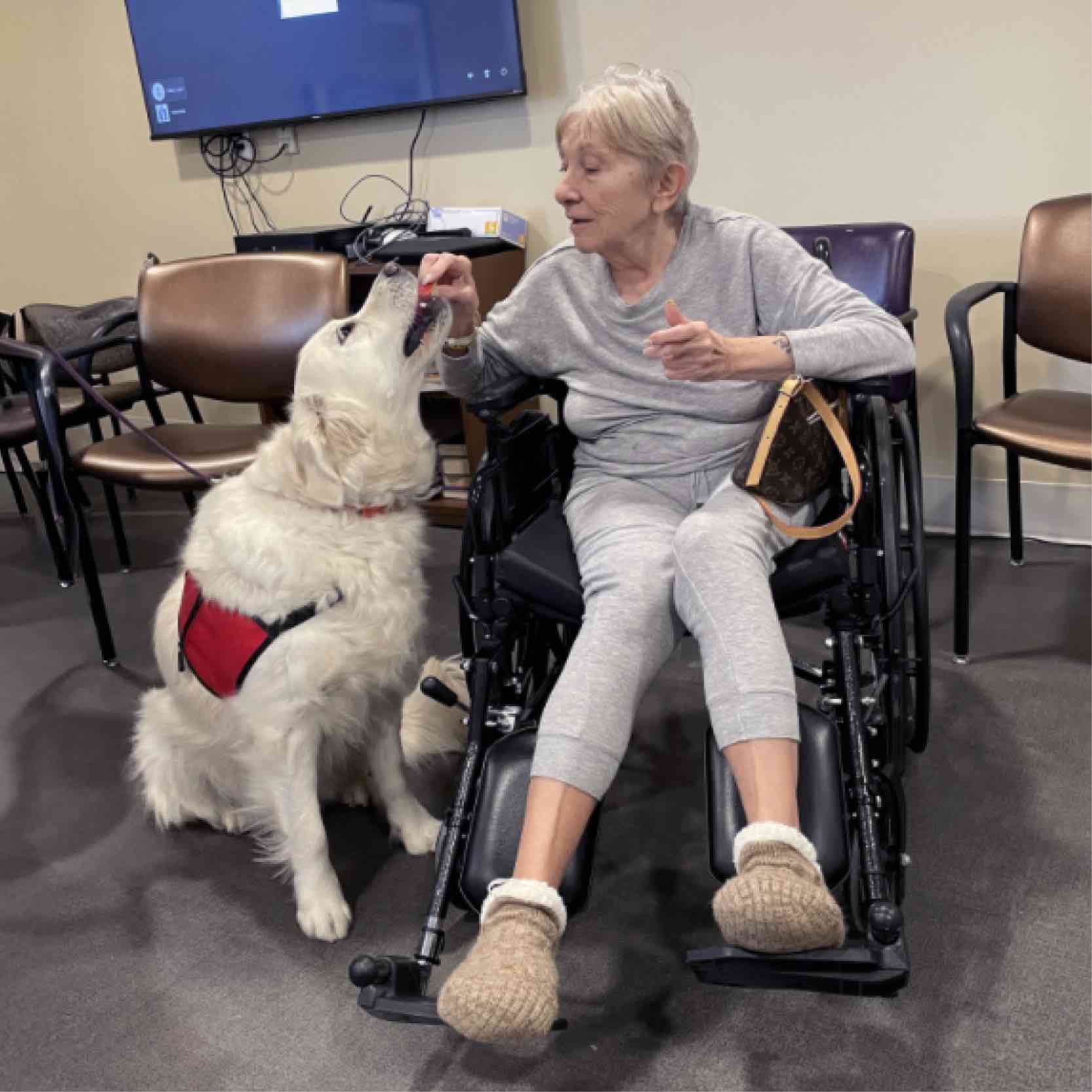 A patient seated in a wheelchair interacts with a therapy dog during a hospital visit, highlighting emotional support, patient engagement, and therapeutic benefits that enhance recovery and well-being.