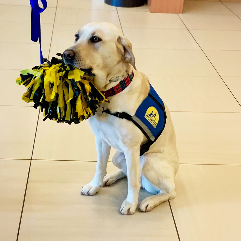 A Labrador Retriever, wearing a blue therapy dog vest, sits on a tiled floor holding a black and yellow pom-pom in its mouth, looking attentive.
