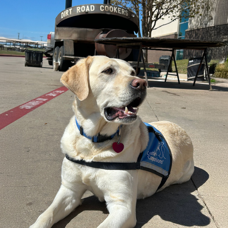 Yellow Labrador in a blue therapy vest lies on a sunny pavement. Behind is a large BBQ pit labeled 