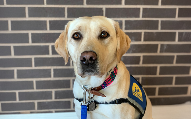 A yellow Labrador retriever wearing a blue therapy dog vest and colorful collar sits calmly against a brick wall, exuding a sense of loyalty and focus.