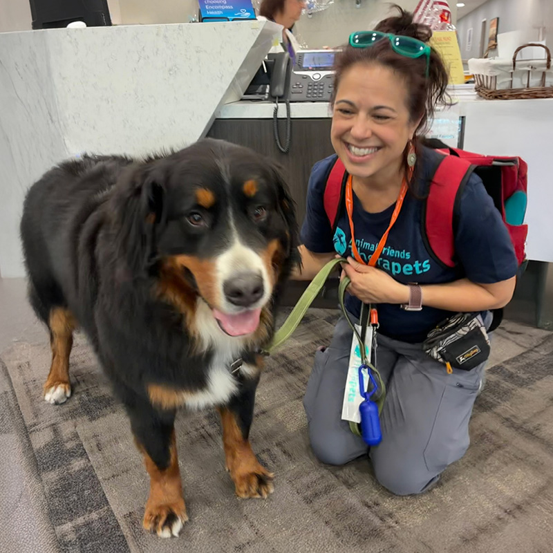 A therapy dog stands beside a volunteer in a hospital lobby near a reception desk. The volunteer holds the dog's leash and wears an Animal Friends Therapets shirt and backpack.