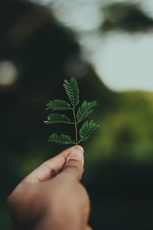 A close-up of a hand gently holding a delicate green stem with several small, fern-like leaves.