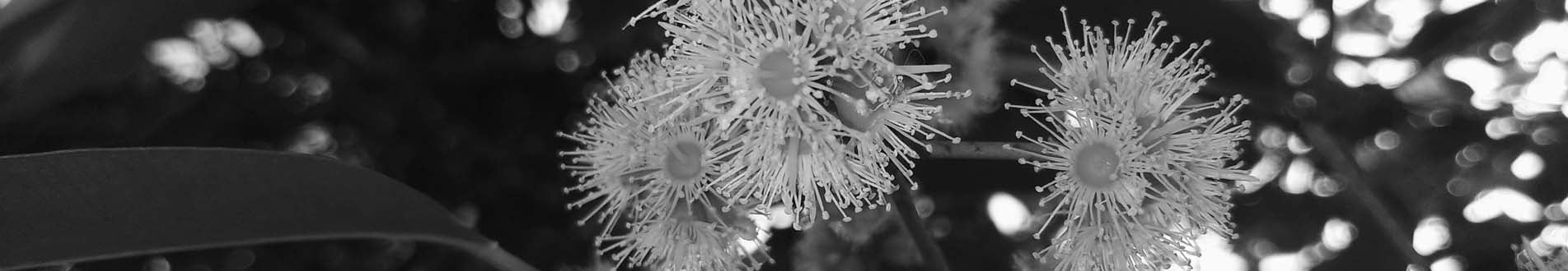 Wattle