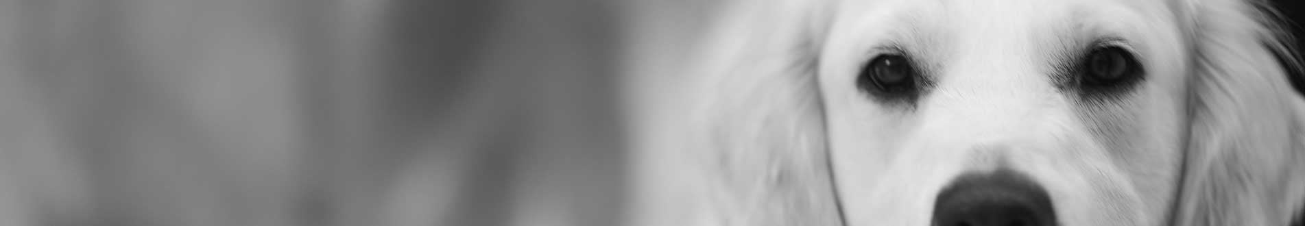 Lachlan banner 1903 x 330
