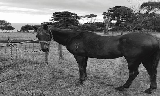 Silver the horse and Ansett