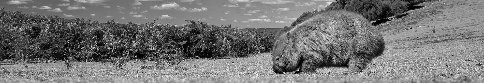 From fins to fur saving two iconic Australian species