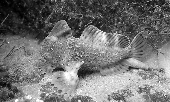 From fins to fur saving two iconic Australian species