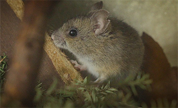 Coordinators of hope: Inside ZAA's fight against native species extinction
