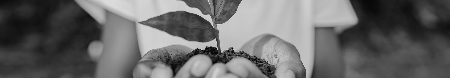 Hand holding Plant