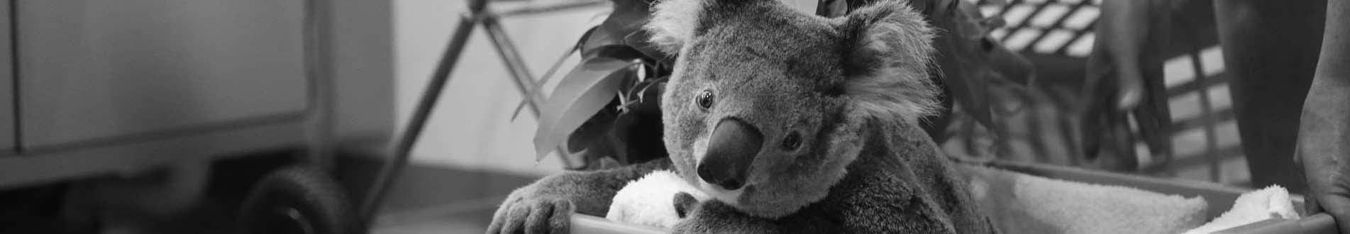 Koala in washing basket