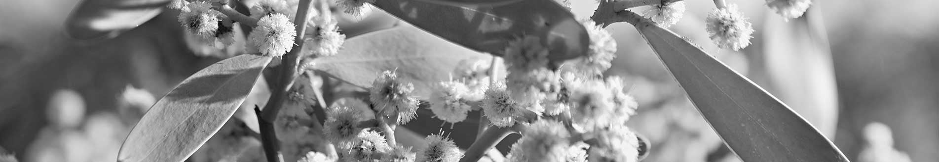 Wattle