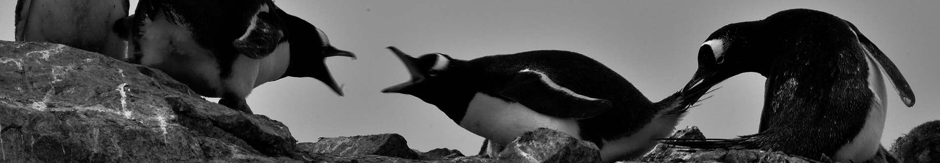 Arguing family of penguins
