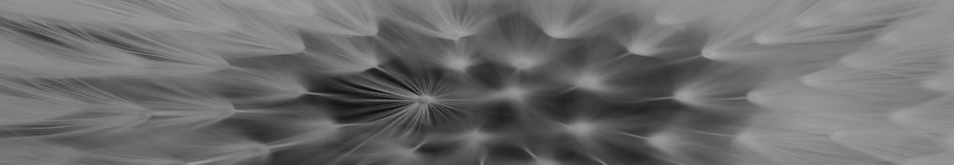 Giving Consultancy Dandelion Section banner 1903 x 330