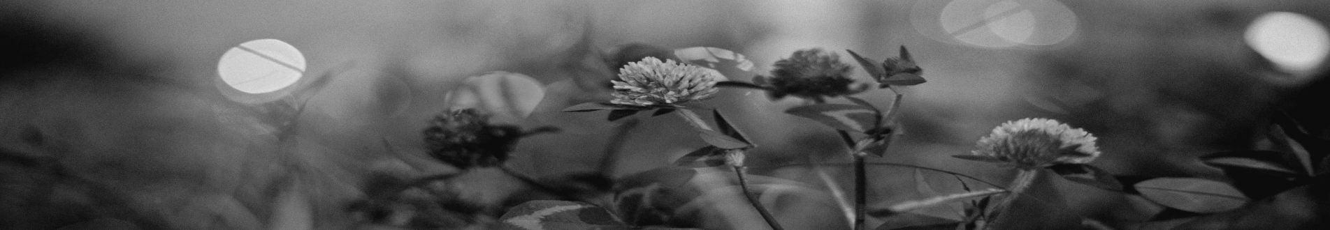 Giving Consultancy Flowers Section banner 1903 x 330